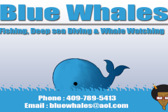 blue-whales-bus-cards