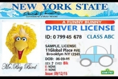 driver-license-big-bird-